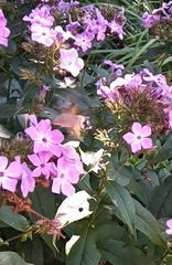 Macroglossum stellatarum