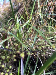 Drosera planchonii