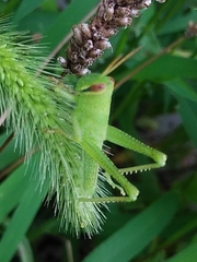 Patanga japonica