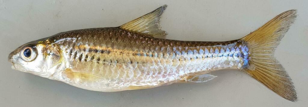 Bowstripe Barb