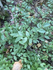 Vaccinium myrtillus