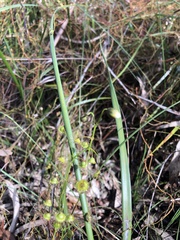 Drosera planchonii
