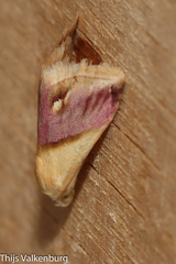 Eublemma cochylioides