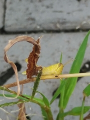 Patanga japonica