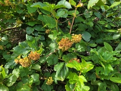 Physocarpus opulifolius