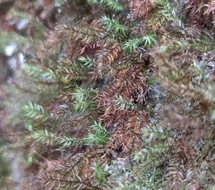 Pyrrhobryum spiniforme