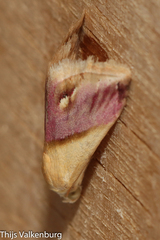 Eublemma cochylioides