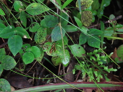 Polistes crinitus