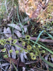 Drosera planchonii