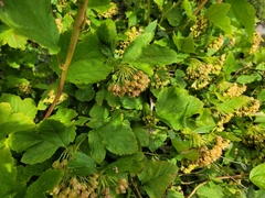 Physocarpus opulifolius