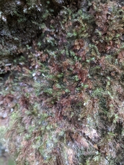 Pyrrhobryum spiniforme