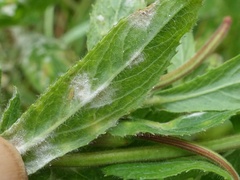 Podosphaera epilobii