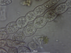 Podosphaera epilobii