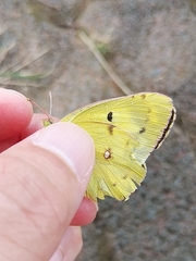 Colias poliographus