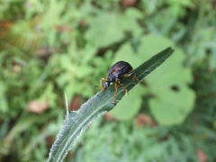 Agomadaranus pardalis