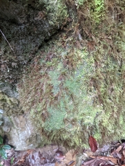 Pyrrhobryum spiniforme