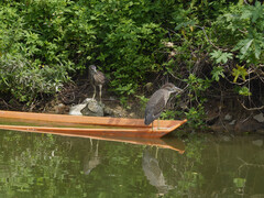 Nycticorax nycticorax