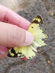 Colias poliographus