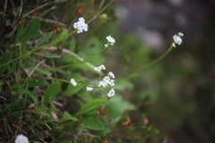 Valeriana saxatilis