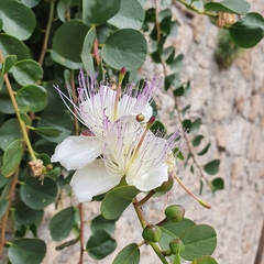 Capparis
