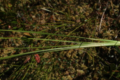 Scheuchzeria palustris