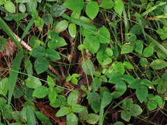 Polistes crinitus