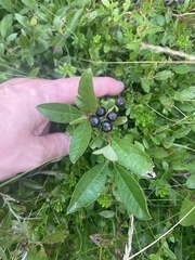 Aronia melanocarpa