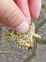 Argynnis hyperbius hyperbius