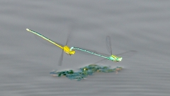 Pseudagrion decorum