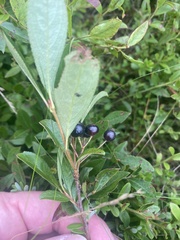 Aronia melanocarpa