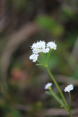 Valeriana saxatilis
