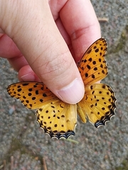 Argynnis hyperbius hyperbius