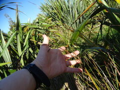 Machaerina rubiginosa