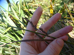 Machaerina rubiginosa