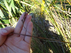 Machaerina rubiginosa