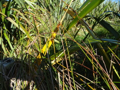 Machaerina rubiginosa