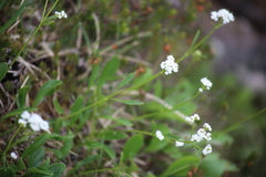Valeriana saxatilis