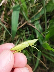 Euconocephalus varius