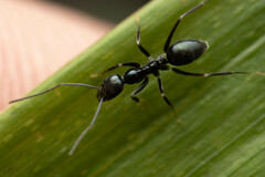 Leptomyrmex burwelli