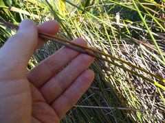 Machaerina rubiginosa