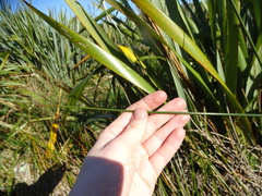 Machaerina rubiginosa