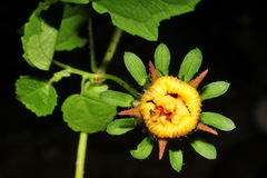 Hibiscus surattensis