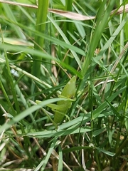 Euconocephalus varius