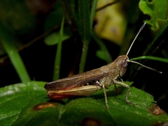 Gomphocerippus rufus