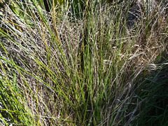 Machaerina rubiginosa