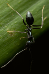 Leptomyrmex burwelli