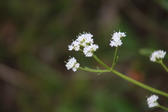 Valeriana saxatilis