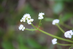 Valeriana saxatilis