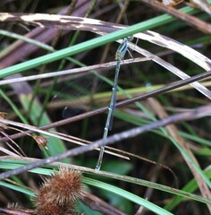Enallagma vesperum