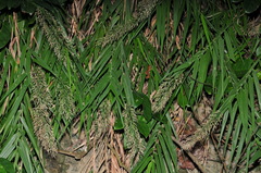 Arundo formosana
